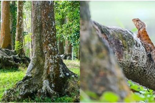 Khám phá rừng cổ thụ giữa lòng thành phố tại VIệt Nam, có tới 500 cây trăm năm tuổi