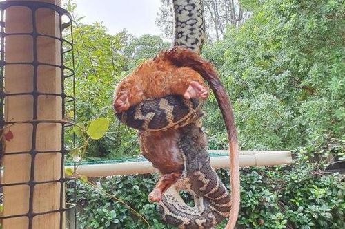 Một đống lớn vật thể bí ẩn rơi xuống từ mái hiên, cư dân tò mò bước tới để kiểm tra và anh đã bị sốc!