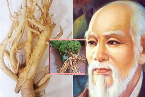 Loại cây cảnh có nhiều ở Việt Nam được danh y Hải Thượng Lãn Ông ví là 'nhân sâm của người nghèo'