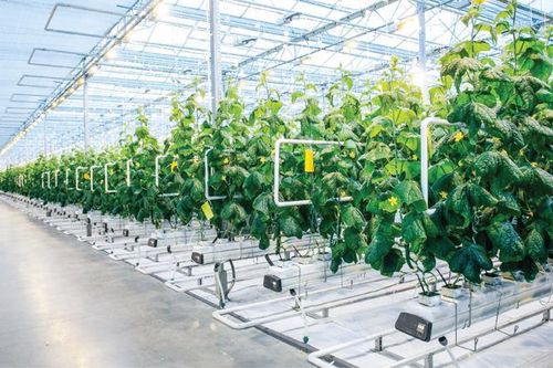 'Cuộc đua' nông nghiệp công nghệ cao: Tiếp thêm sức cho doanh nghiệp