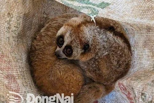 Cần bảo vệ nghiêm ngặt các cá thể cu li nhỏ quý hiếm vào rẫy kiếm ăn