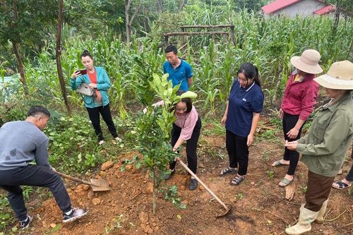 Bảo Yên: Cấp gần 7.000 cây giống bưởi da xanh cho nông dân