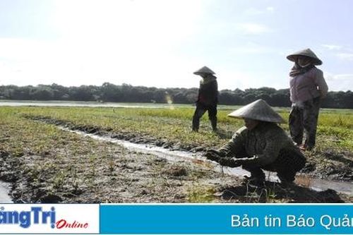 Người dân xã Hải Định thất thu do hàng chục héc ta trồng cây ném bị ngập úng