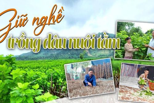 Giữ nghề trồng dâu nuôi tằm