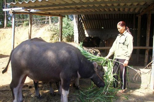 Triệu phú 'chân đất' ở Bàn Đạt