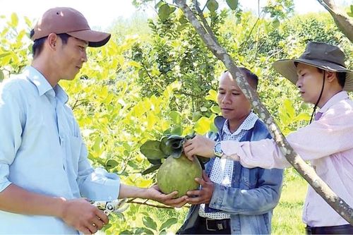 Tái cơ cấu nông nghiệp theo hướng sản phẩm sạch, công nghệ cao