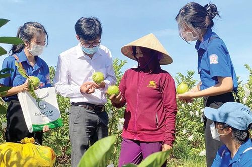 Xây dựng thương hiệu ổi VietGAP Hương Xuân