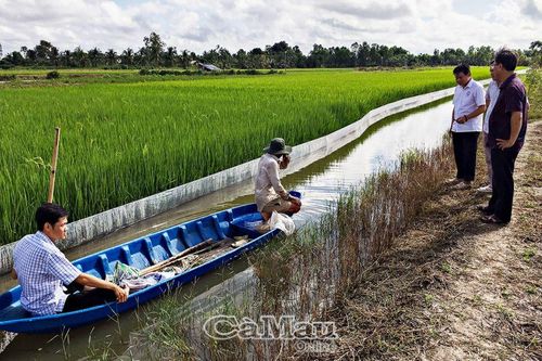 Cần hỗ trợ thu hoạch lúa - tôm