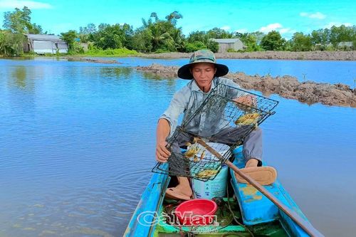 Ðể nghề nuôi cua phát triển bền vững