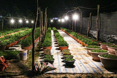 Nông dân Hà Tĩnh chong đèn, bắt cây hoa không 'ngủ' để nở đúng dịp Tết