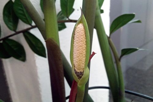 Làm thế nào để cây kim tiền ra hoa?