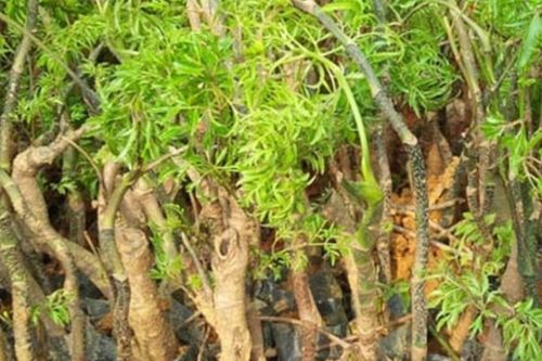 Cách trồng cây đinh lăng