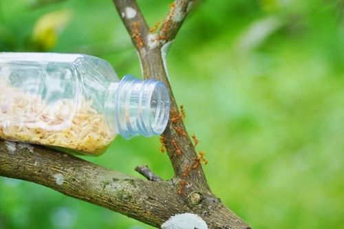 Kỳ lạ nuôi kiến vàng làm 'vệ sĩ' cho cam đặc sản