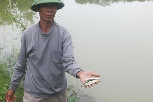 Vì sao dân không muốn nhận cá giống do tỉnh hỗ trợ?