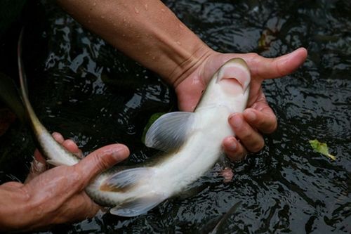 Loài cá đặc biệt quý hiếm thuộc Sách đỏ, chỉ có trong tự nhiên ở Việt Nam và Trung Quốc