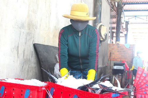 Ngư dân vượt khó, đoàn kết vươn khơi bám biển – Bài cuối: 'Lộc biển' và niềm vui ngư dân