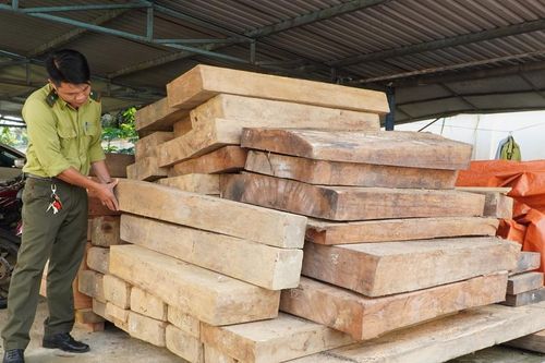 Quảng Nam: Yêu cầu giải trình vụ gỗ không có giấy tờ hợp pháp nằm trên đất Trưởng phòng Nội vụ