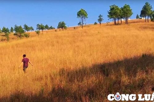 Cỏ cháy đỉnh Phượng Hoàng - tọa độ 'sống ảo' đẹp như phim Hàn