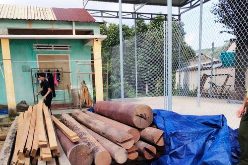 Phát hiện gần 5 khối gỗ lậu trên đất Trưởng phòng Nội vụ: Huyện ủy Phước Sơn chỉ đạo xử lý nghiêm