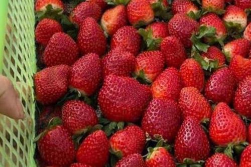 Quả đặc sản Sơn La hái không kịp bán, ở Hà Nội đắt nhất 1 triệu/kg