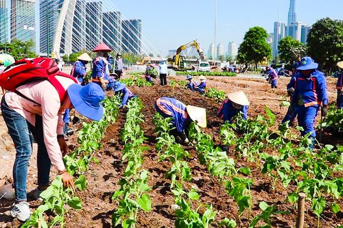Hơn 15.000 cây hoa hướng dương bắt đầu trồng tại bờ sông Sài Gòn phục vụ dịp Tết