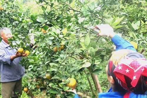 Nông dân Hưng Yên vào vụ thu hoạch cam, chất lượng ngày một nâng lên
