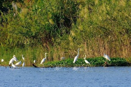 Độc lạ những đàn cò giữa lòng Đà Nẵng