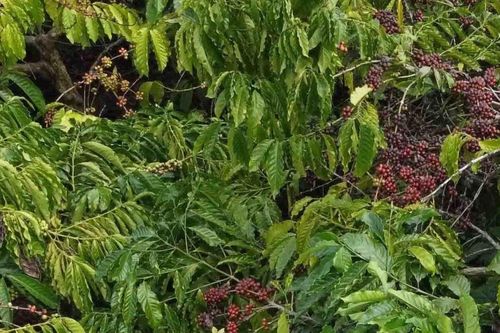 Nông dân bất an với tình trạng trộm cắp cà phê tươi
