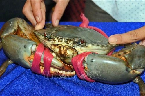 Chỉ dẫn địa lý 'Cua Cà Mau' chỉ được cấp cho giống cua xanh