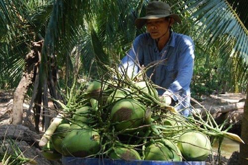 Bến Tre phấn đấu đạt 20.000ha dừa hữu cơ vào năm 2025