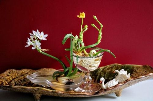 Thú chơi thủy tiên tao nhã, giá chỉ 50.000 đồng mà được bao chị em săn đón