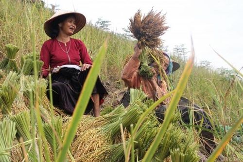 Hòa Bình: 'Mùa vàng' nơi vùng cao Đà Bắc