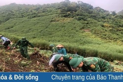 Nhà máy chế biến tinh bột sắn Phúc Thịnh vào vụ sản xuất