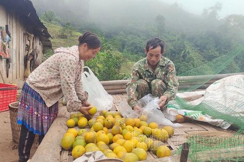 Liên kết sản xuất nông nghiệp thiếu bền vững