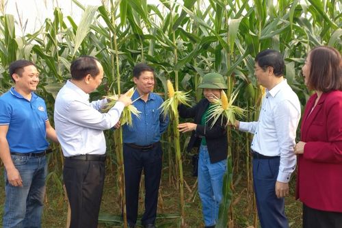 Tổng kết mô hình quản lý tổng hợp sâu keo mùa thu trên cây ngô