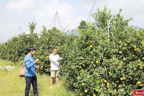 Xây dựng nhiều mô hình kinh tế hiệu quả