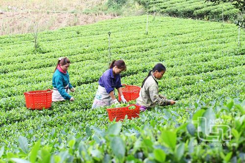 Đồng Hỷ: Nâng tầm nghề chè truyền thống