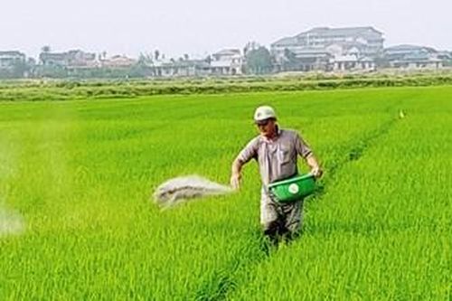 Mở rộng diện tích lúa chất lượng