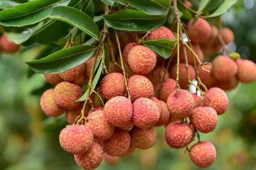 Kỹ thuật chăm cây vải thời kỳ nghỉ đông bằng phân bón Văn Điển