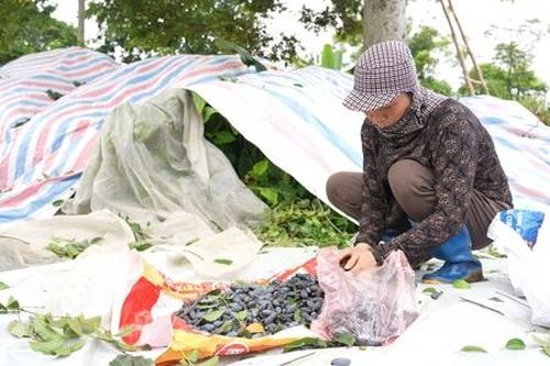 Nông thôn giàu đẹp trên thủ phủ trám đen Hà Châu