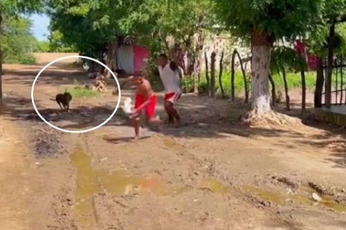 Chết cười với các màn tẩu thoát khi bị chó đuổi