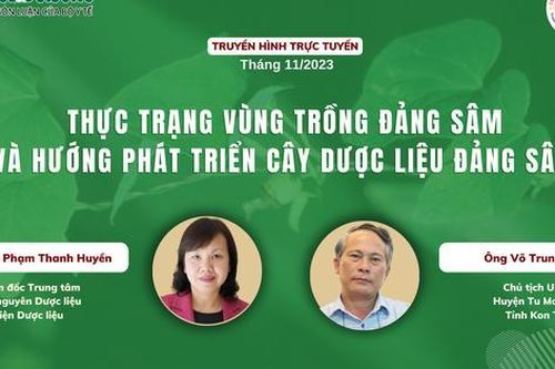 Truyền hình trực tuyến: Thực trạng vùng trồng đảng sâm và hướng phát triển cây dược liệu đảng sâm