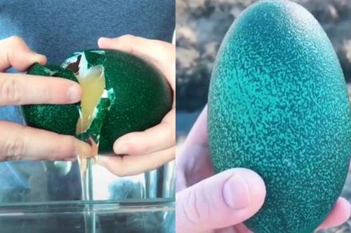 'Tận mắt' những quả trứng đắt đỏ nhất thế giới
