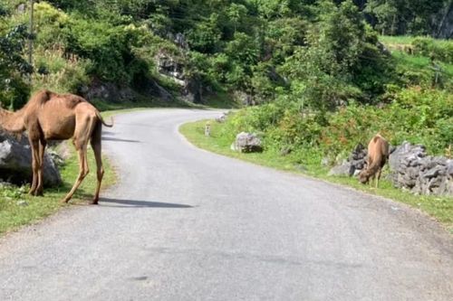 Lạc đà, chuột túi xuất hiện tại Cao Bằng đều do đối tượng buôn lậu bỏ lại