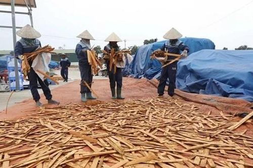 Khai thác tiềm năng ngành quế