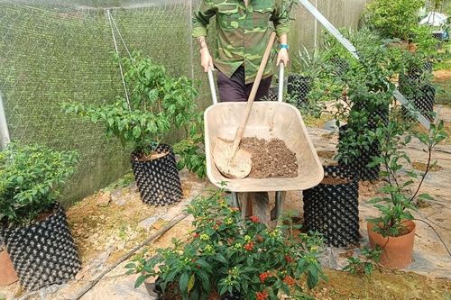 Nông dân 9X trồng ớt cay nhất thế giới