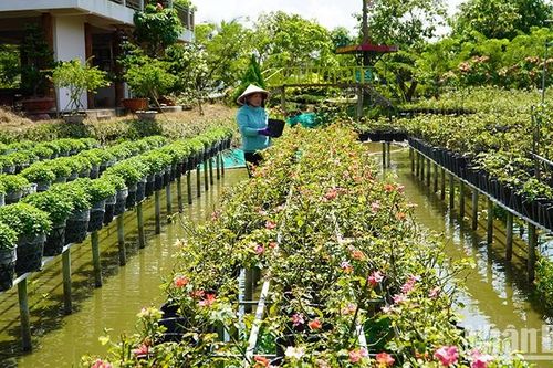 Nông dân Sa Đéc tất bật chuẩn bị Festival hoa-kiểng đầu tiên