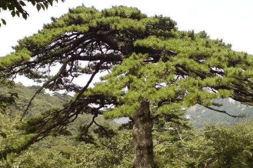 Sửng sốt cây quý 'Long trảo tùng' khiến ngôi chùa ngàn tuổi phải đổi tên