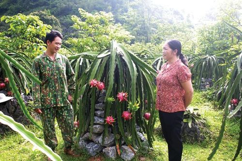 Trồng thanh long trên trụ đá, nông dân Cao Bằng nhanh khấm khá