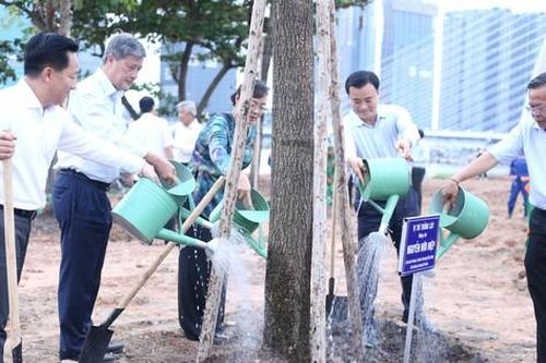 Ven bờ sông Sài Gòn được phủ 'cánh đồng hoa hướng dương'